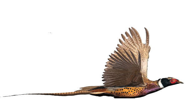 Southern Oregon Pheasant Hunting Ranch